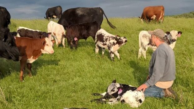 Washington County beef